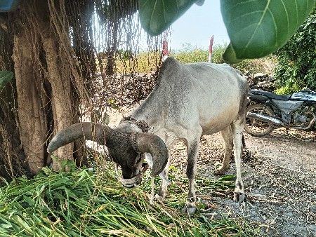 થંબનેલ 3