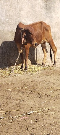 थंबनेल 2