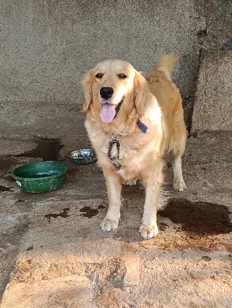 આ ડોગ વેચવા માટે છે