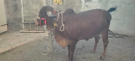 थंबनेल 2