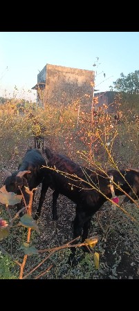 थंबनेल 2