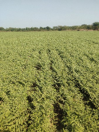 19 વીઘા જમીન ભાવ ઉંચક 2cr