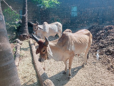 ગોઢલા વેચવાના છે