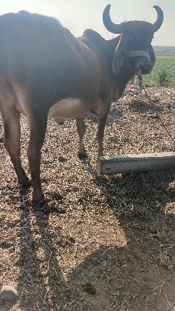 थंबनेल 5