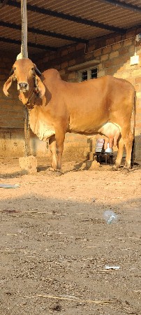 ગીર ગાય વેચવાની છે