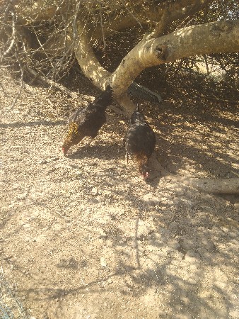 थंबनेल 3