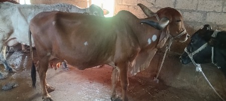 थंबनेल 2