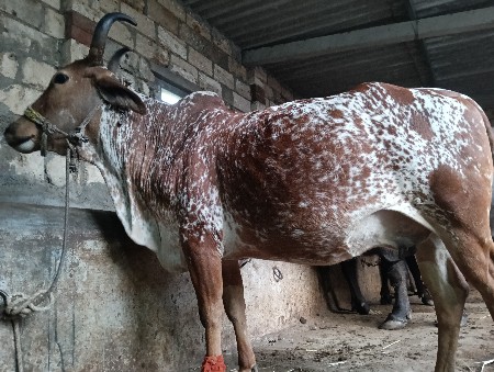 थंबनेल 3