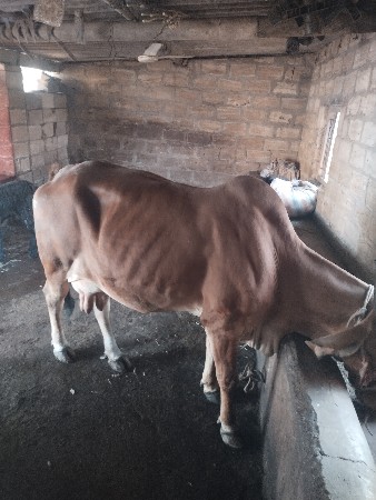 થંબનેલ 3