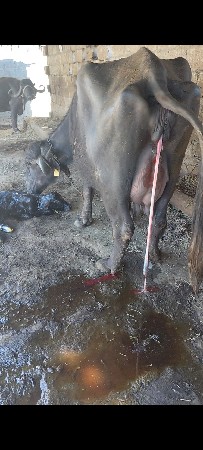 थंबनेल 3