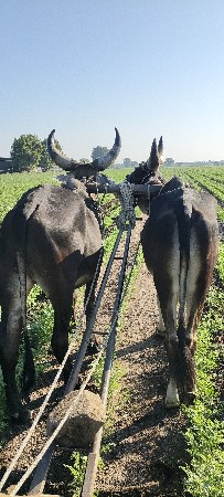 godhla vechvana jamba
