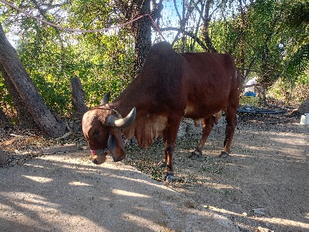 ગાય વેશવાની સે