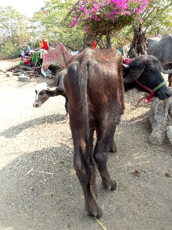 थंबनेल 3