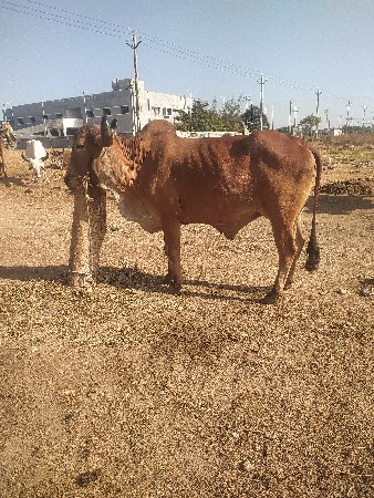 થંબનેલ 2