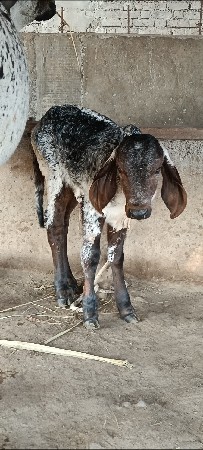 थंबनेल 3