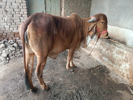 ગીર વાસડી વેચવાની છે અઢી વર્ષની છે