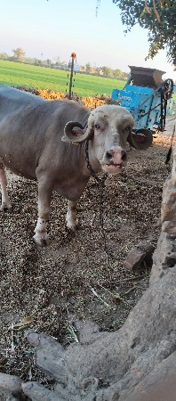 ભેસ વેચવા ની