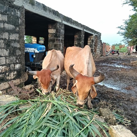 ગોંઢલા. વેચવાના છે