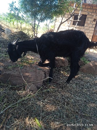 બકરી વેસવાની છે