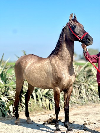 દેવમણી છે બાલ ભમરી ની કિલીયર
