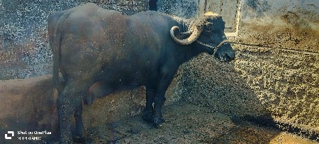 ભેંસ વેચવાની છે