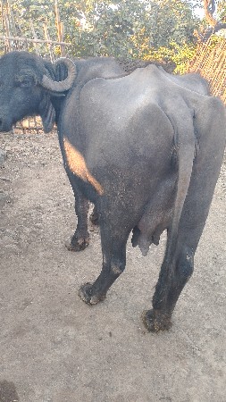 थंबनेल 3