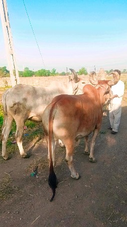 રાજુભાઈ સોલંકી દેવીપુજક