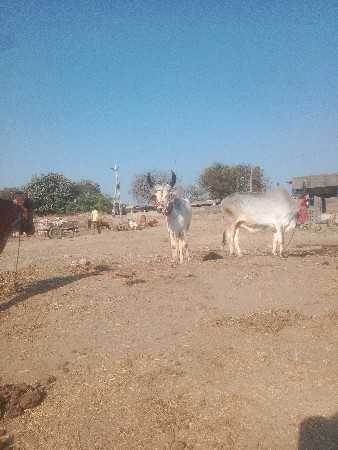 થંબનેલ 3