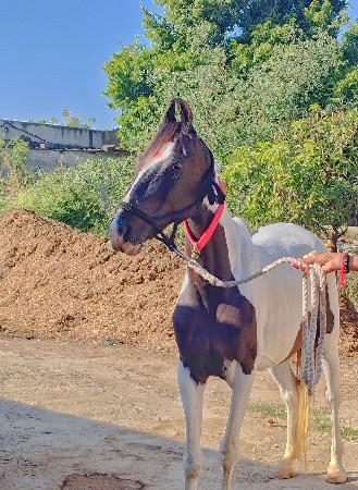 વેચવાની