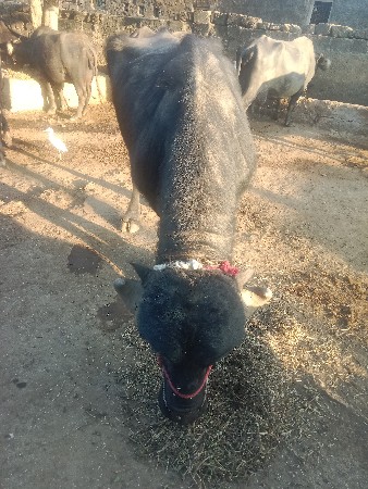 પાડો વેચવાનો છે