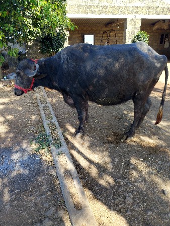 થંબનેલ 2