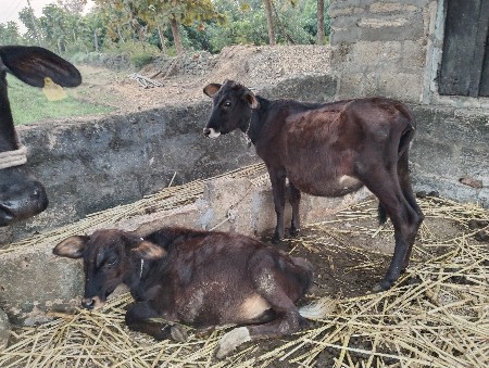 બે ગાયું વેસવા ની છે