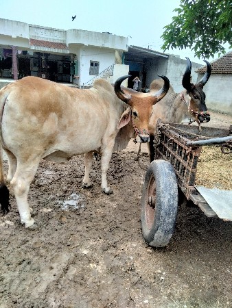 બળદ વેચવાના છે