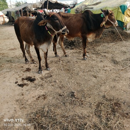 શિવ સાહેબ