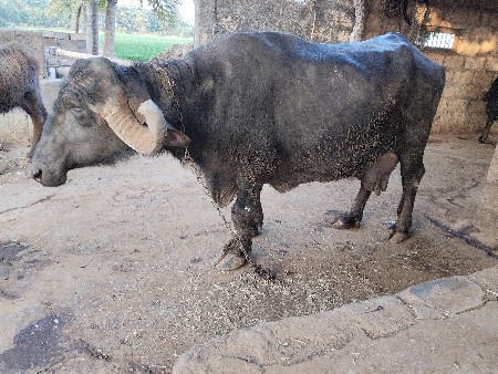 ભેંશ વેચવાની છે