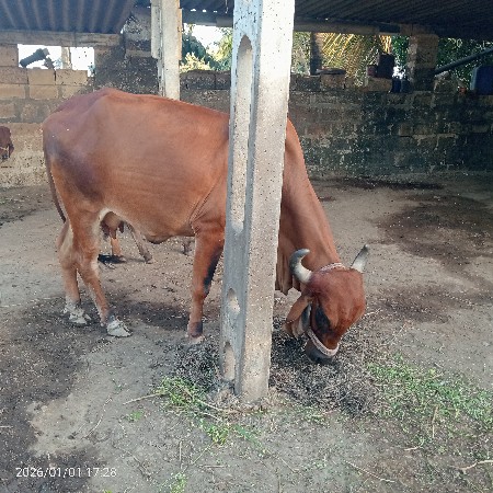 थंबनेल 2