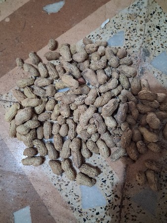 g 20 mandavi kori chhe