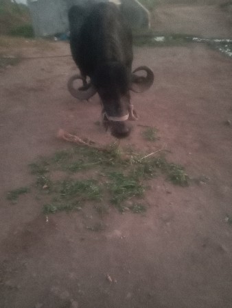 थंबनेल 2