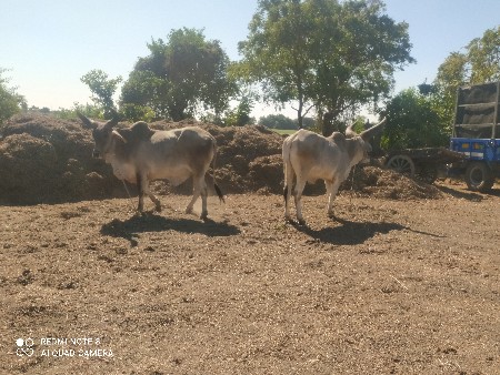 थंबनेल 3