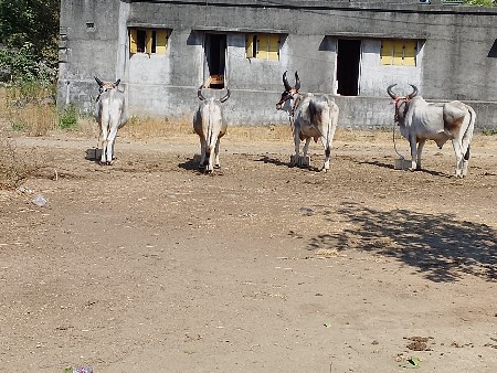 થંબનેલ 3