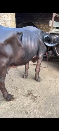 ભેંસ વેચવાની સે