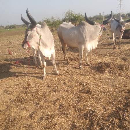 थंबनेल 2