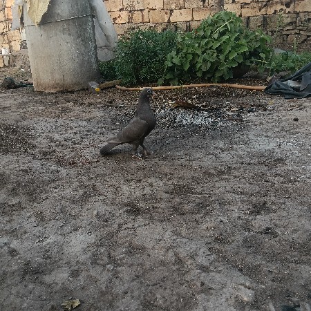 थंबनेल 2