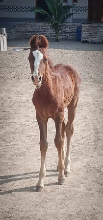 વછેરો સૈ 2.5 મહિના નો સૈ