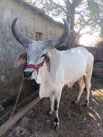 थंबनेल 3