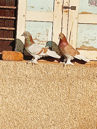 ફેન્સી સે