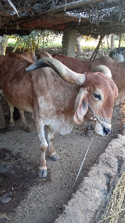 थंबनेल 3