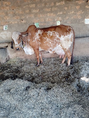 ગીરગાય વેચવાની છે