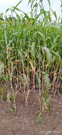 લીલી ગુદરી  વેચવાની છે