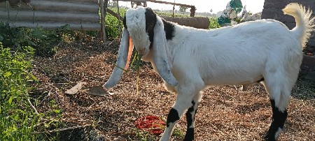 थंबनेल 3